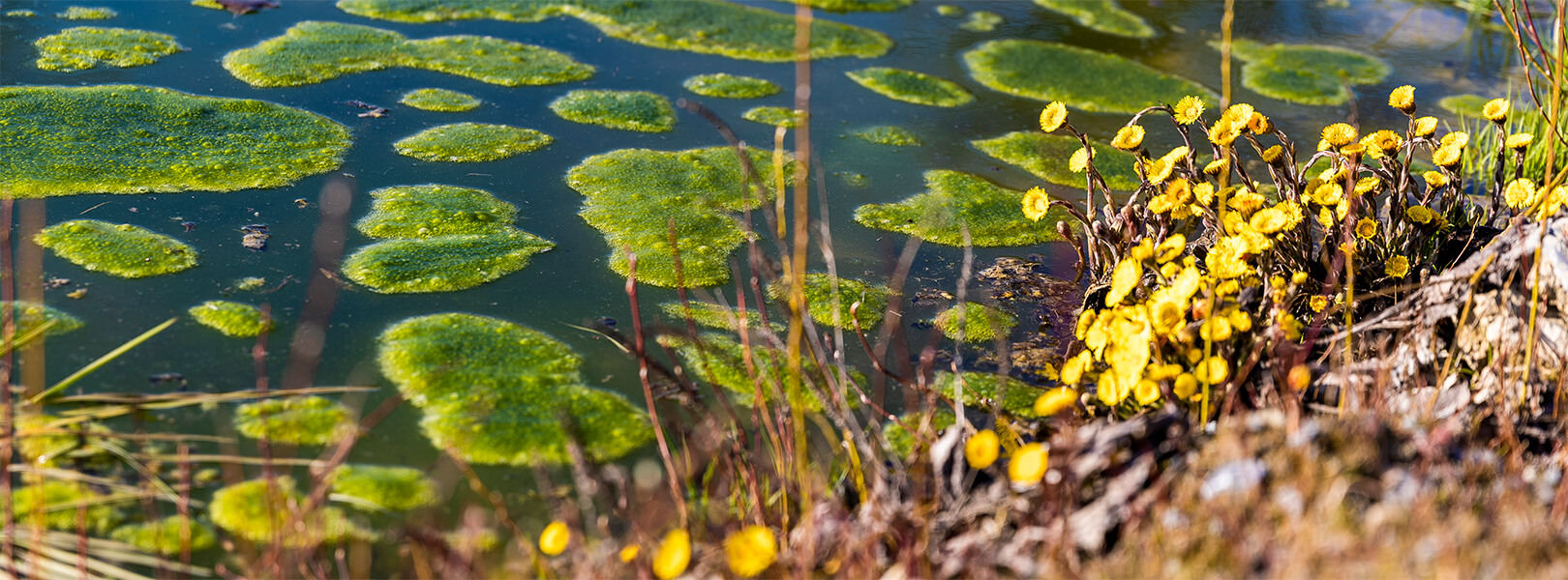 Amphibien Rickenbach