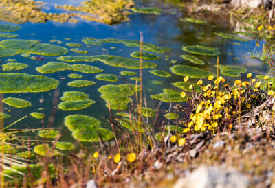 Ein Biotop für Kleintiere und Amphibien in unserer Kiesgrube