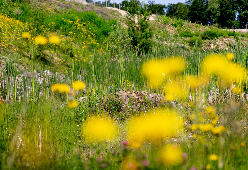 Artenvielfalt Wiese