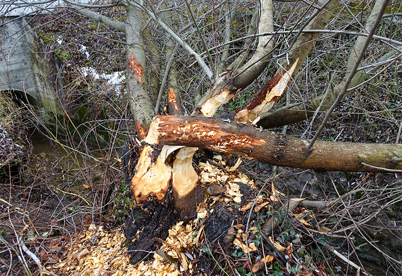 Biberspuren